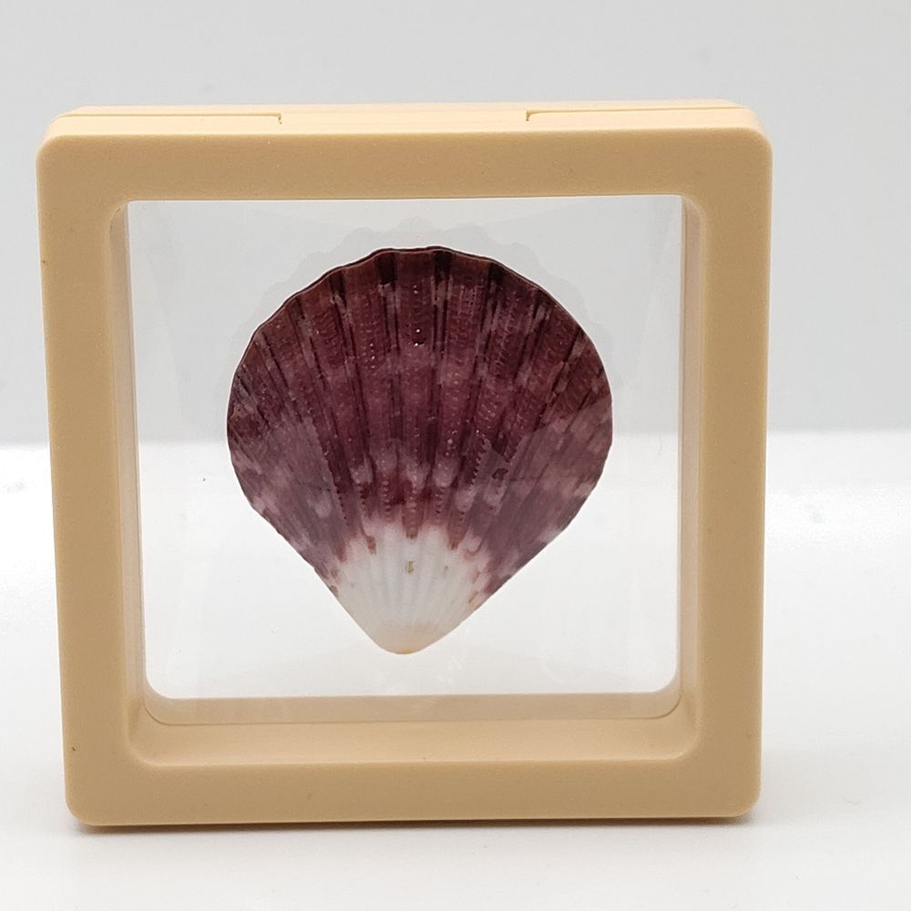 Decorative Shell in Display Frame 2.75x2.75